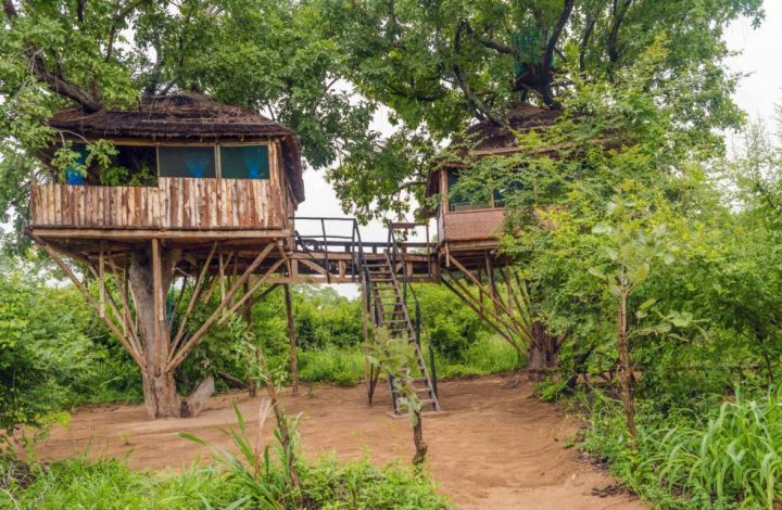 Double Tree House 2